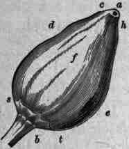 Fig. 348. Capsicum annuum: fresh fruit one half natural size.