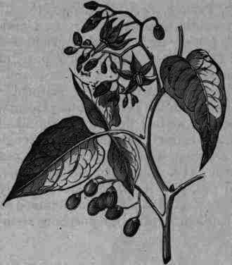 Fig. 349. Solanum Dulcamara.
