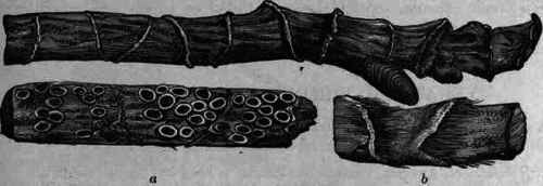 Fig. 35. Acorus Calamus, rhizome: a, under surface; b, upper surface.