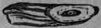 Fig. 350.   Dulcamara (Nat.).