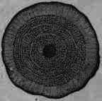 Fig. 351. Dulcamara: transverse section of a branch magnified 3 diam.