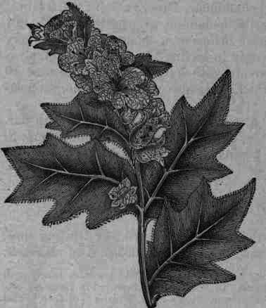 Fig. 356. Hyoscyamus niger: flowering branch.
