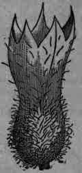 Fig. 357. Hyoscyamus calyx, containing capsule, natural size.