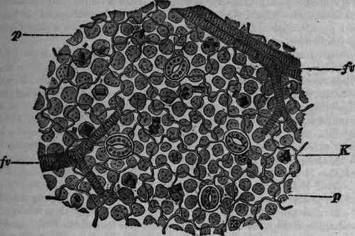Fig. 358. Hyoscyamus: view of upper side of leaf revealing through epidermis the stomata and crystals (K) and paiisade cells (p), and fibro vascular bundles (fv).