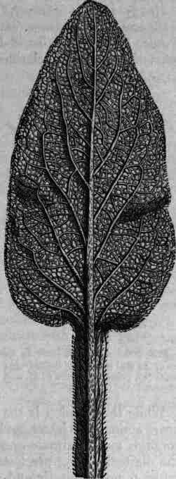 Fig. 365. Digitalis leaf: under surface.