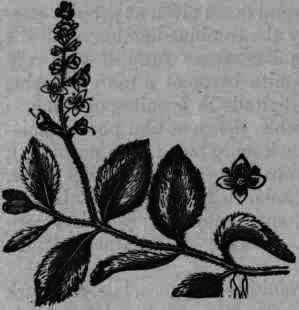 Fig. 367.   Veronica officinalis: flowering branch.