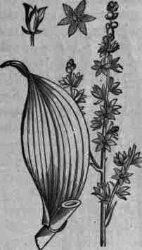 Fig. 37.   Veratrum album.