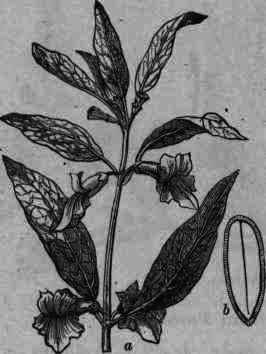 Fig. 370. Sesamum indicum: a, flowering branch; b, section of seed enlarged.
