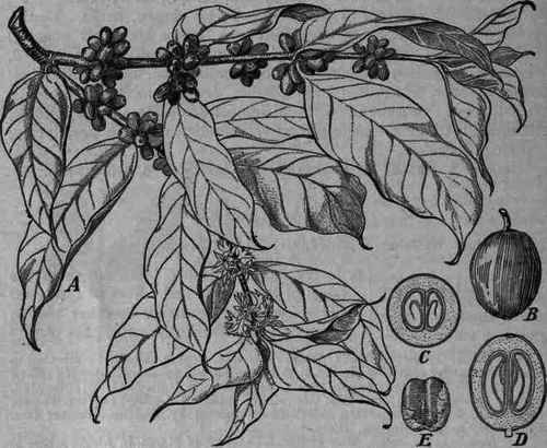 Fig. 371. Coffea arabica: A, blooming and fruiting twig; B, fruit; C, fruit, cross section; D, fruit, longitudinal section; E, seed still partly enclosed in the parchment like endocarp.