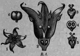 Fig. 376. Rubia tinctorum: 1, open flower; 2, longitudinal section of flower enlarged; 3, ovary; 4, cross section of ovary; 5, longitudinal section of ovary; 6, fruit.