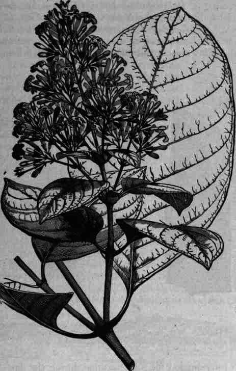 Fig. 377. Cinchona succirubra.
