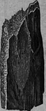 Fig. 378. Calisaya bark, showing digital furrow and short fibrous fracture.