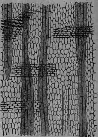 Fig. 379.   Calisaya bark: radial longitudinal section through liber, showing cinchona bast fibres, bast parenchyma, and medullary rays, magnified 60 diam.