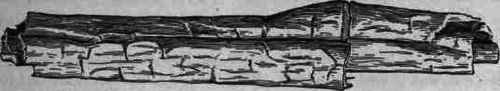 Fig. 381.   Cinchona Calisaya (young): natural size.