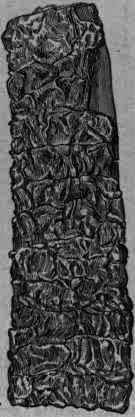 Fig. 383.   Mossed C. officinalis (Nat.).