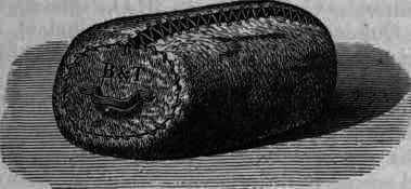 Fig. 385. Cinchona seroon.