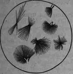 Fig. 386. Quinine sulphate: microscopic crystals.
