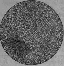 Fig. 387. Quinine sulphate with KSCy: microscopic granules.