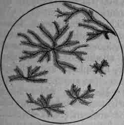 Fig. 388.' Quinidine sulphate with KSCy: microscopic crystals.