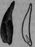 Fig. 39.   Sabadilla: a, fruit, natural size; b, seed and longitudinal section, magnified.
