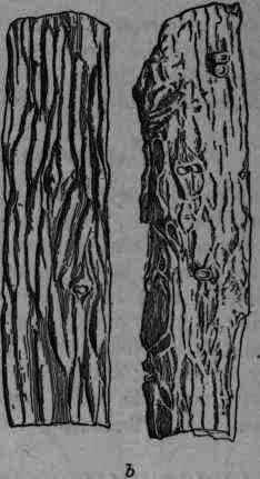Fig. 395. Viburnum prunifolium, a, trunk bark, b, root bark.