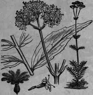 Fig. 398. Valeriana officinalis.