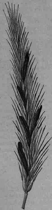 Fig. 4. Ergotized rye.