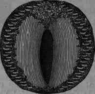 Fig. 404.   Peeled colocynth: transverse and longitudinal sections.