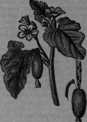 Fig. 405. Ecballium Elaterium.