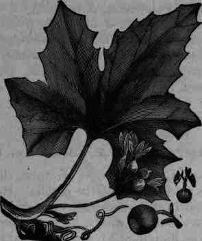 Fig. 406. Bryonia dioica.