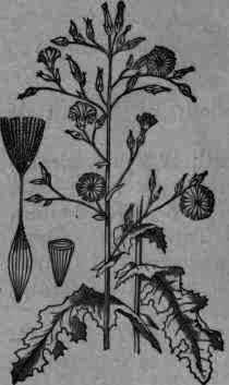 Fig. 414. Lactuca virosa.