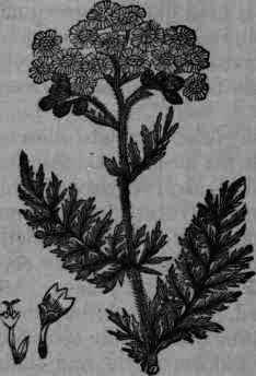 Fig. 418. Achillea Millefolium.