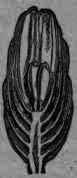 Fig. 426.   Santonica: head and longitudinal section, magnified 10 diam.
