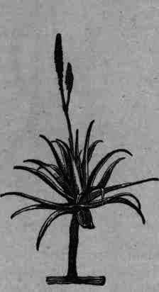 Fig. 43. Aloe Perryi.