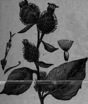 Fig. 431.   Arctium Lappa.