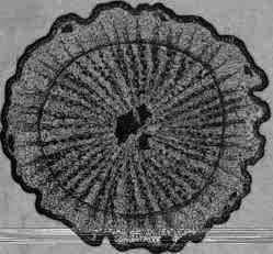 Fig. 432.   Lappa: transverse section, magnified 2 diam.