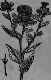 Fig. 433.   Carthamus tinctorius.
