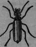 Fig. 436. Cantharis vesicatoria.