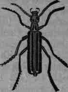 Fig. 437. Cantharis vittata.