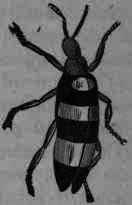 Fig. 438. Mylabris cichorii.