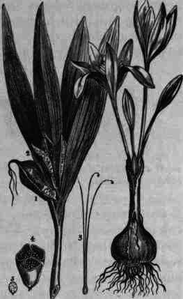 Fig. 45.   Colchicum aulumnale: 1, closed capsule; 2, open capsule; 3, styles; 4, cross section of capsule; 5, seed.