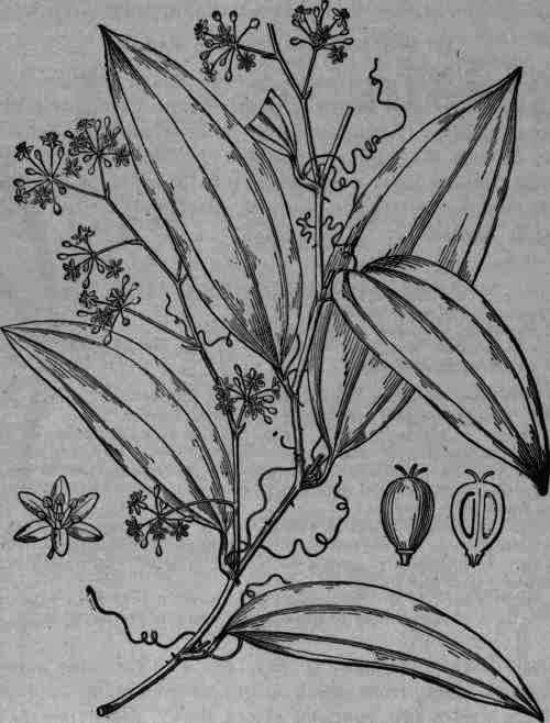 Fig. 49. Smilax: branch with flowers and fruit.