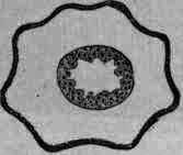 Fig. 51. Mexican sarsaparilla: cross section: magnified 3 diam.