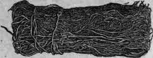 Fig. 52. Jamaica sarsaparilla.