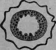 Fig. 54. Honduras sarsaparilla: cross section; magnified 3 diam.