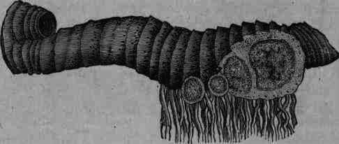 Fig. 57.   Iris versicolor: joint of rhizome and section of branches.