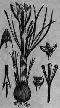 Fig. 58.   Crocus sativus.