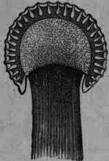 Fig. 6. Longitudinal section of fruiting head, showing conceptacles.