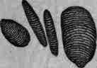 Fig. 69. Ginger starch granules: magnified 250 diam.