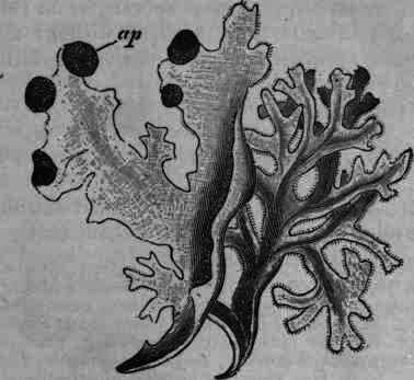 Fig. 8. Cetraria islandica: ap, apothecium.